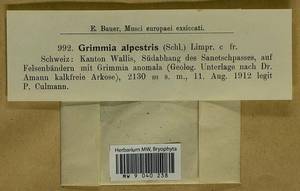 Grimmia alpestris (F. Weber & D. Mohr) Schleich., Bryophytes, Bryophytes - Western Europe (BEu) (Switzerland)