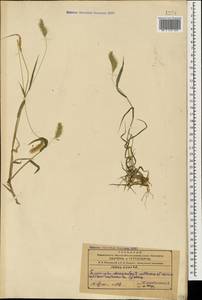 Setaria viridis (L.) P.Beauv., Caucasus, Azerbaijan (K6) (Azerbaijan)