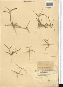 Strigosella trichocarpa (Boiss. & Buhse) Botsch., Middle Asia, Syr-Darian deserts & Kyzylkum (M7) (Kazakhstan)