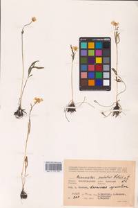 Ranunculus pedatus Waldst. & Kit., Eastern Europe, Lower Volga region (E9) (Russia)