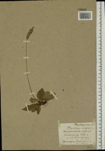 Plantago media L., Eastern Europe, Belarus (E3a) (Belarus)