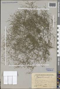 Psammophiliella muralis (L.) Ikonn., Eastern Europe, Central region (E4) (Russia)