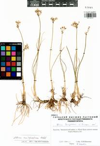 Allium anisopodium Ledeb., Siberia, Baikal & Transbaikal region (S4) (Russia)