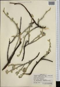 Salix alaxensis (Andersson) Coville, Siberia, Central Siberia (S3) (Russia)