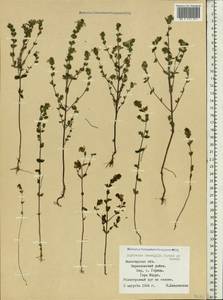 Euphrasia ×vernalis List, Eastern Europe, Northern region (E1) (Russia)