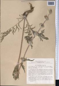Phlomoides iliensis (Regel) Adylov, Kamelin & Makhm., Middle Asia, Dzungarian Alatau & Tarbagatai (M5) (Kazakhstan)
