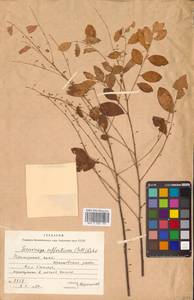 Flueggea suffruticosa (Pall.) Baill., Siberia, Russian Far East (S6) (Russia)