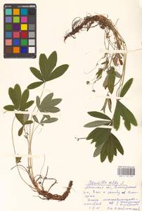 Potentilla alba L., Eastern Europe, Belarus (E3a) (Belarus)