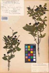 Lonicera nigra L., Eastern Europe, West Ukrainian region (E13) (Ukraine)