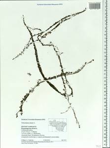 Utricularia minor L., Eastern Europe, Central region (E4) (Russia)