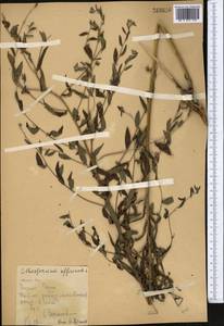 Lithospermum officinale L., Middle Asia, Kopet Dag, Badkhyz, Small & Great Balkhan (M1) (Turkmenistan)