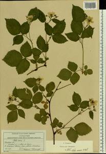 Rubus nessensis Hall, Eastern Europe, Moscow region (E4a) (Russia)