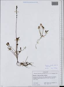 Drosera ×obovata Mert. & W. D. J. Koch, Eastern Europe, Belarus (E3a) (Belarus)