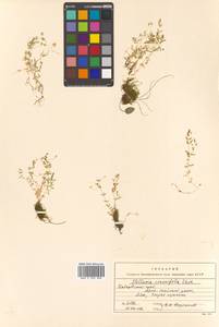 Stellaria crassifolia Ehrh., Siberia, Russian Far East (S6) (Russia)