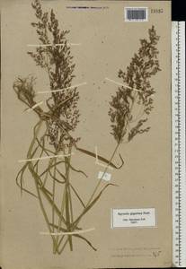Agrostis gigantea Roth, Eastern Europe, Central forest region (E5) (Russia)