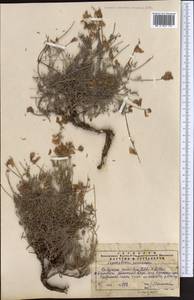 Hedysarum ferganense Korsh., Middle Asia, Western Tian Shan & Karatau (M3) (Kazakhstan)