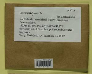 Lescuraea saxicola (Schimp.) Molendo, Bryophytes, Bryophytes - Russian Far East (excl. Chukotka & Kamchatka) (B20) (Russia)