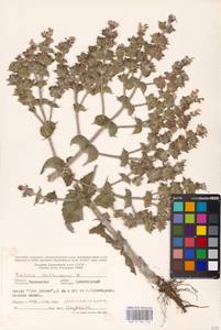 MHA 0 156 116, Salvia aethiopis L., Eastern Europe, Rostov Oblast (E12a) (Russia)