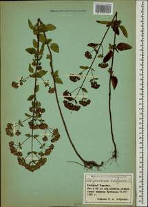 Origanum vulgare L., Caucasus, Azerbaijan (K6) (Azerbaijan)