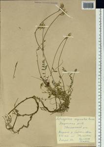 Astragalus laxmannii subsp. laxmannii, Siberia, Yakutia (S5) (Russia)