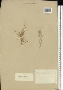 Hornungia procumbens (L.) Hayek, Eastern Europe, Lower Volga region (E9) (Russia)