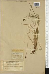 Carex norvegica Retz. , nom. cons., Western Europe (EUR) (Sweden)