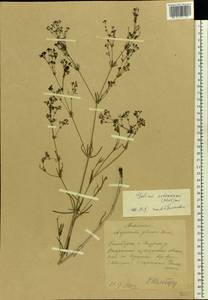Galium octonarium (Klokov) Pobed., Eastern Europe, Middle Volga region (E8) (Russia)