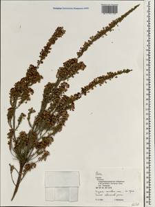 Erica arborea L., South Asia, South Asia (Asia outside ex-Soviet states and Mongolia) (ASIA) (Turkey)