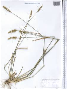 Agropyron desertorum (Fisch. ex Link) Schult., Middle Asia, Caspian Ustyurt & Northern Aralia (M8) (Kazakhstan)