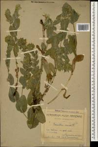 Cerinthe minor L., Caucasus, Armenia (K5) (Armenia)