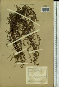 Artemisia anethifolia Weber ex Stechm., Siberia, Baikal & Transbaikal region (S4) (Russia)