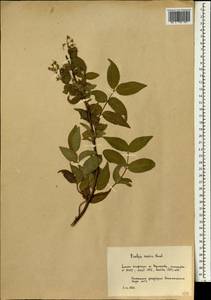 Deutzia scabra Thunb., South Asia, South Asia (Asia outside ex-Soviet states and Mongolia) (ASIA) (Russia)