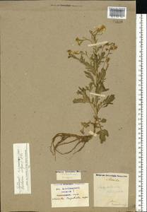 Barbarea vulgaris W. T. Aiton, Eastern Europe, Moscow region (E4a) (Russia)