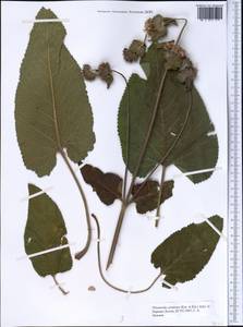 Phlomoides pratensis (Kar. & Kir.) Adylov, Kamelin & Makhm., Middle Asia, Western Tian Shan & Karatau (M3) (Kyrgyzstan)