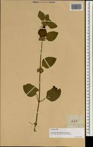 Leucas decemdentata var. decemdentata, South Asia, South Asia (Asia outside ex-Soviet states and Mongolia) (ASIA) (Philippines)