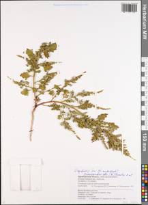 Oxybasis chenopodioides (L.) S. Fuentes, Uotila & Borsch, Eastern Europe, Eastern region (E10) (Russia)