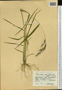 Echinochloa crus-galli (L.) P.Beauv., Siberia, Russian Far East (S6) (Russia)