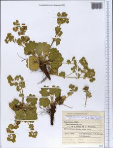 Alchemilla propinqua H. Lindb. ex Juz., Eastern Europe, Middle Volga region (E8) (Russia)