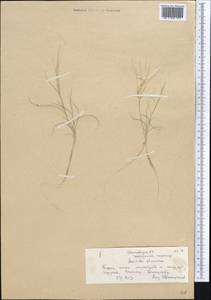 Stipagrostis plumosa (L.) Munro ex T.Anderson, Middle Asia, Karakum (M6) (Turkmenistan)