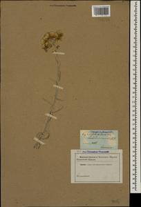 Cladochaeta candissima (M. Bieb.) DC., Caucasus (no precise locality) (K0)