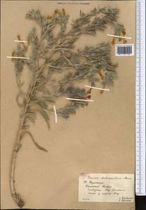 Onosma dichroantha Boiss., Middle Asia, Western Tian Shan & Karatau (M3) (Kazakhstan)