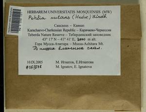 Pohlia nutans (Hedw.) Lindb., Bryophytes, Bryophytes - North Caucasus & Ciscaucasia (B12) (Russia)