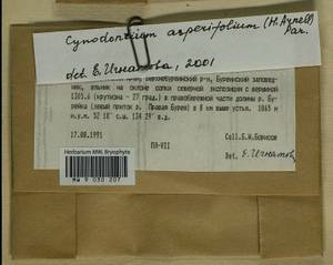 Cynodontium asperifolium (Lindb. ex Arnell) Paris, Bryophytes, Bryophytes - Russian Far East (excl. Chukotka & Kamchatka) (B20) (Russia)