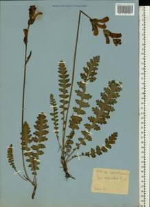 Pedicularis sceptrum-carolinum, Eastern Europe, Northern region (E1) (Russia)