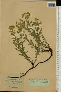 Euphorbia glareosa Pall. ex M.Bieb., Eastern Europe, Middle Volga region (E8) (Russia)
