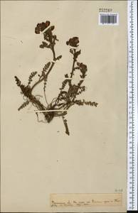 Pedicularis rhinanthoides, Middle Asia, Pamir & Pamiro-Alai (M2)