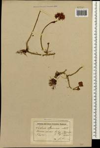 Phedimus spurius subsp. spurius, Caucasus, Krasnodar Krai & Adygea (K1a) (Russia)