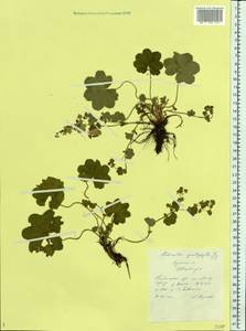 Alchemilla cymatophylla Juz., Eastern Europe, Central region (E4) (Russia)