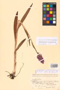 Dactylorhiza incarnata × maculata, Eastern Europe, Moscow region (E4a) (Russia)