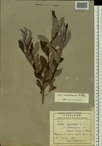 Salix sachalinensis F. Schmidt, Siberia, Russian Far East (S6) (Russia)